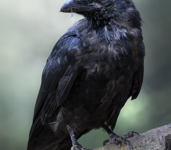 Ворон (Corvus corax)