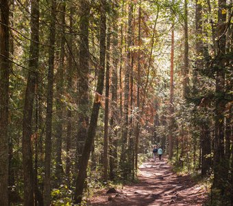 После тумана