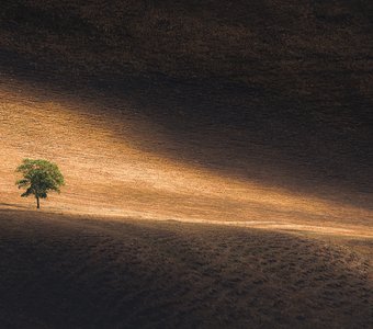 В солнечных лучах