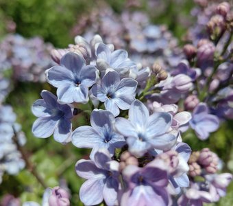 Счастливая сирень в ботаническом саду МГУ