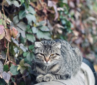 Котик нежится на теплотрассе 😏