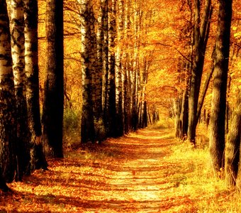 золотая осень