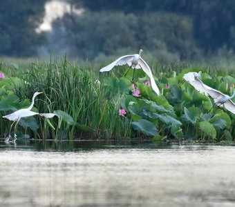 Астрахань заповедная