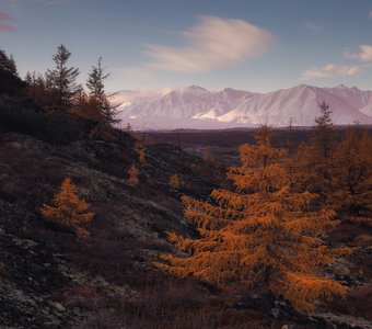 Весь в розовом