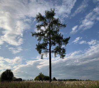 Одинокое дерево