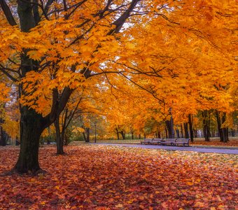 Золото в парке