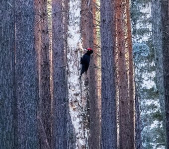 Желна, или Черный дятел