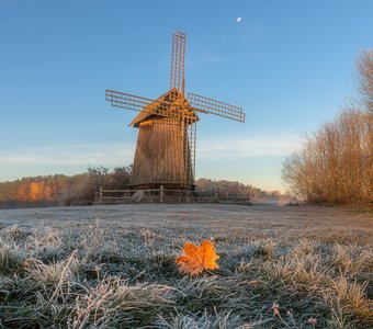 Пробуждение от инея, осенним утром