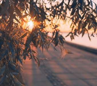 Ива плачет на закате