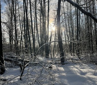 Утро в Мещёрах