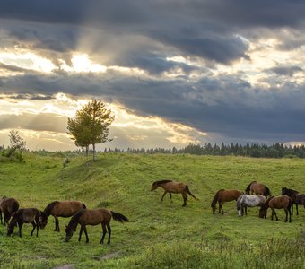 Июльский вечер