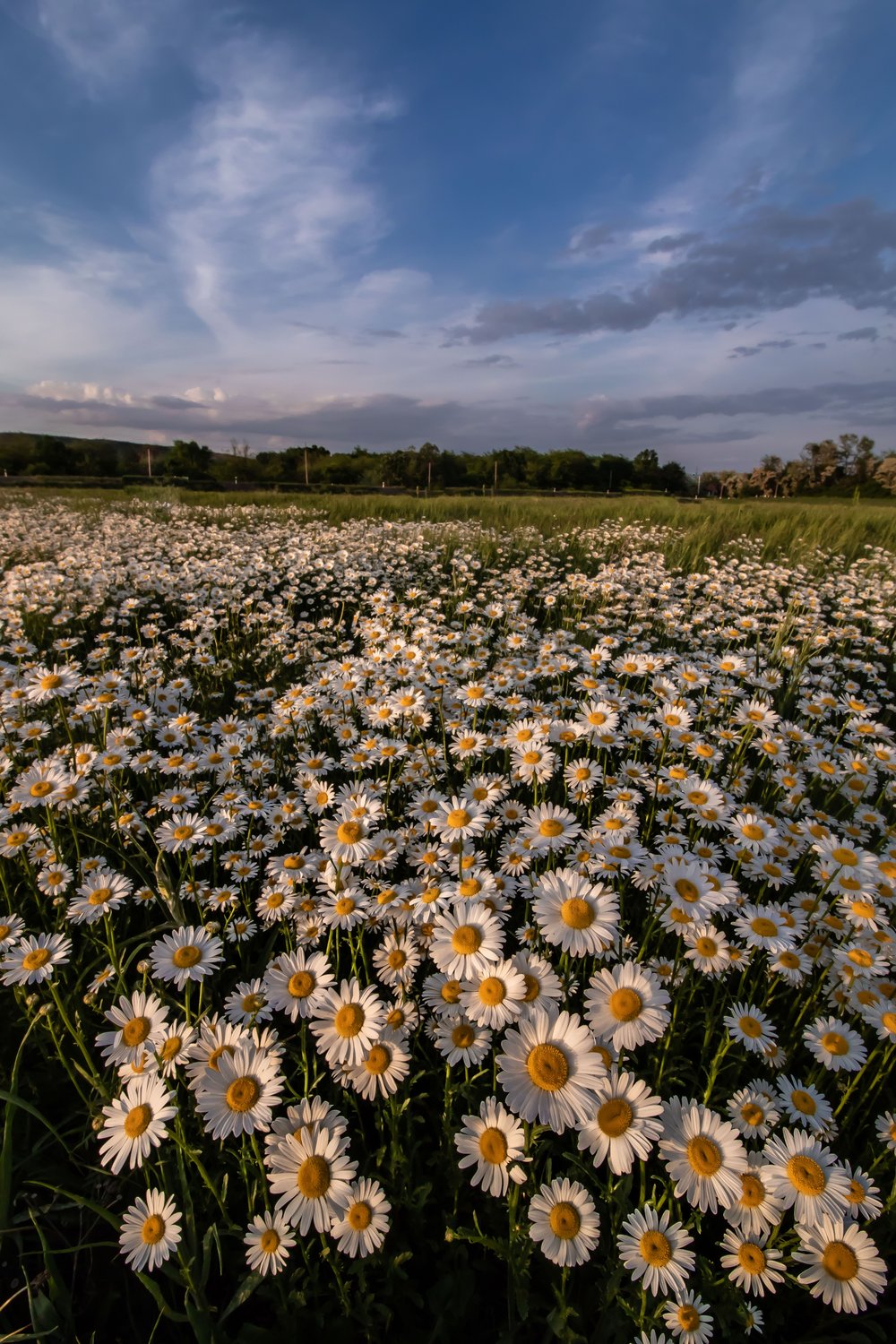Ромашковое море :)