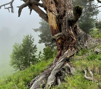 Домик лешего в тумане