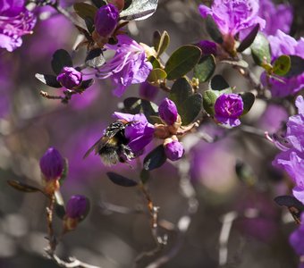 Маральник цветет
