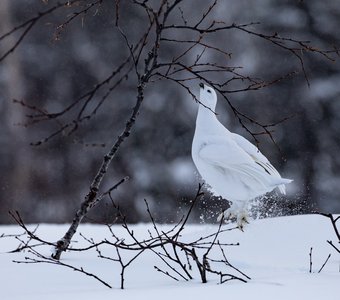 Па-де-де белой куропатки