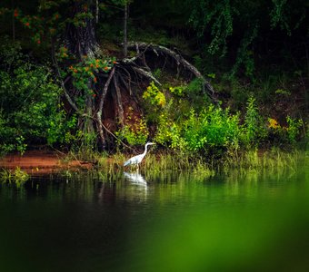Утренний променад
