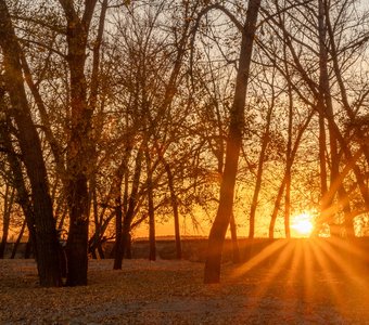 Тополиная роща