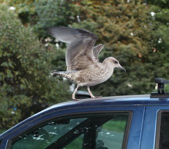 Городской житель