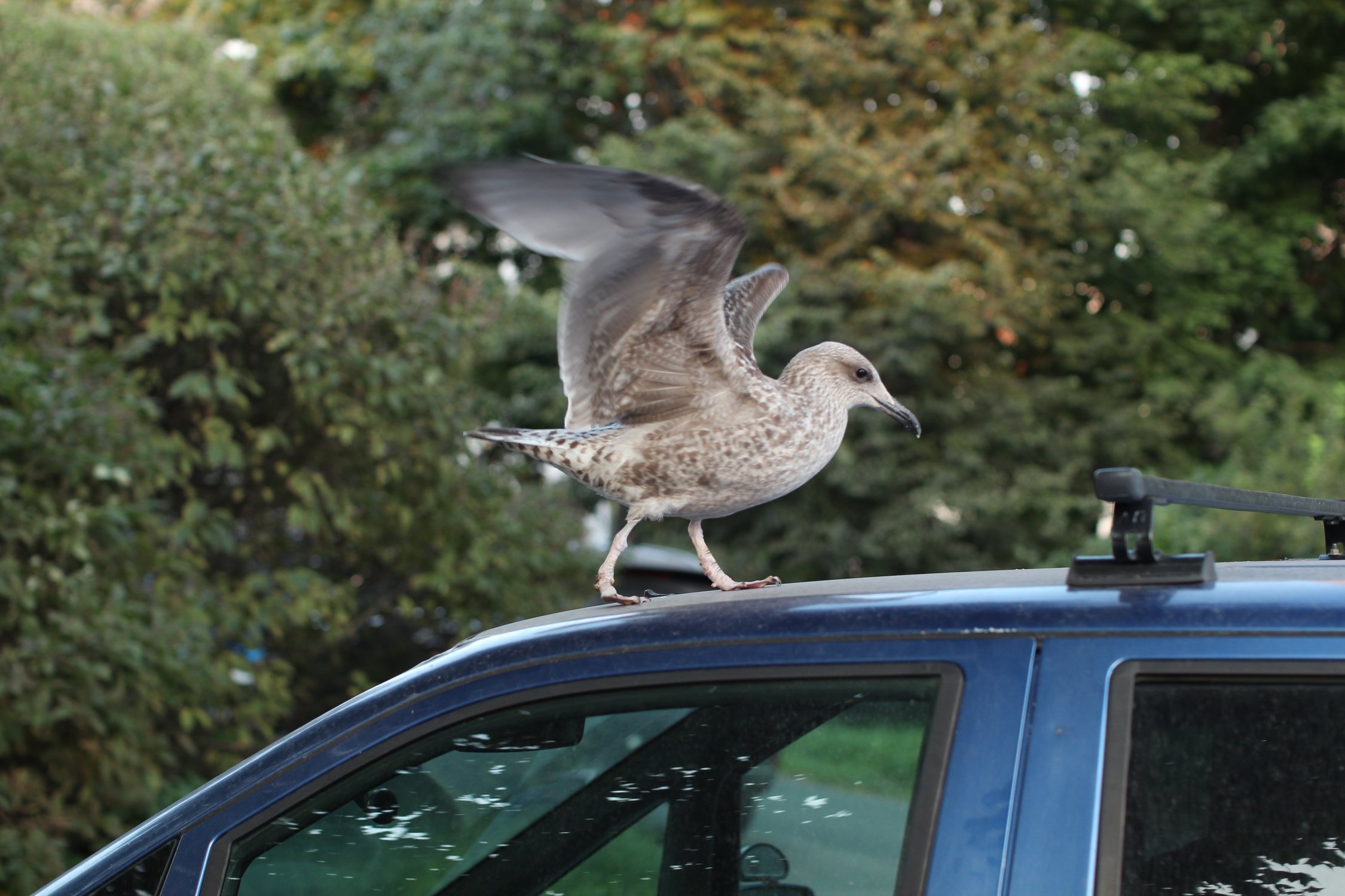 Городской житель