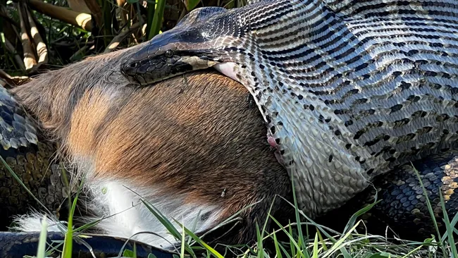 Фото: Ian Bartoszek, Conservancy of Southwest Florida / Live Science