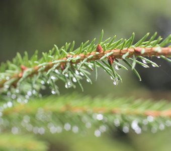 Хвойная свежесть дождя