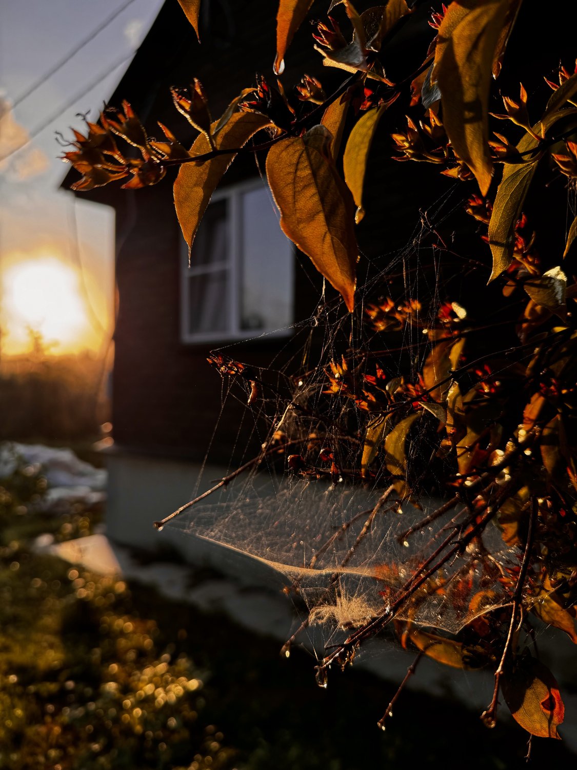 Летнее утро в деревне