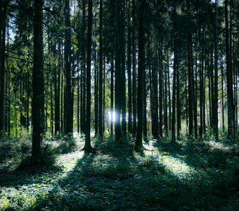 Глубокий летний лес