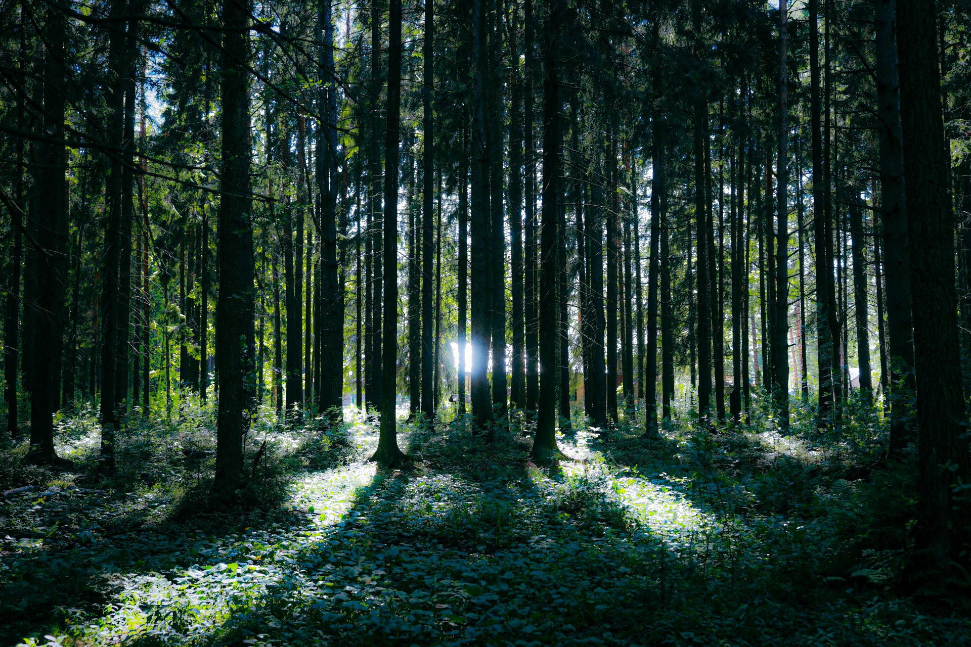 Глубокий летний лес