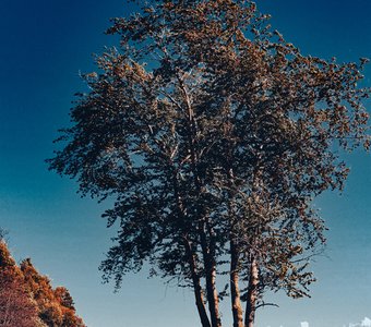 Лето не могло остаться