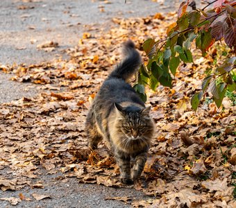 Коты и зубры