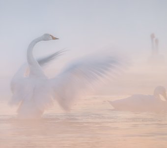 Морозная нежность