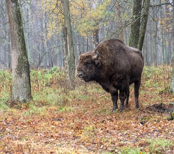 Зубры и коты