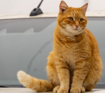 Коты и Зубры