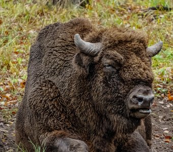 Зубры и коты