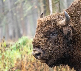 Зубры и коты