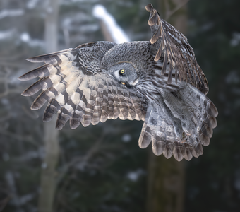 Бородатая неясыть (Strix nebulosa)