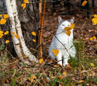 Коты и зубры