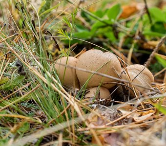 Дождевик грушевидный