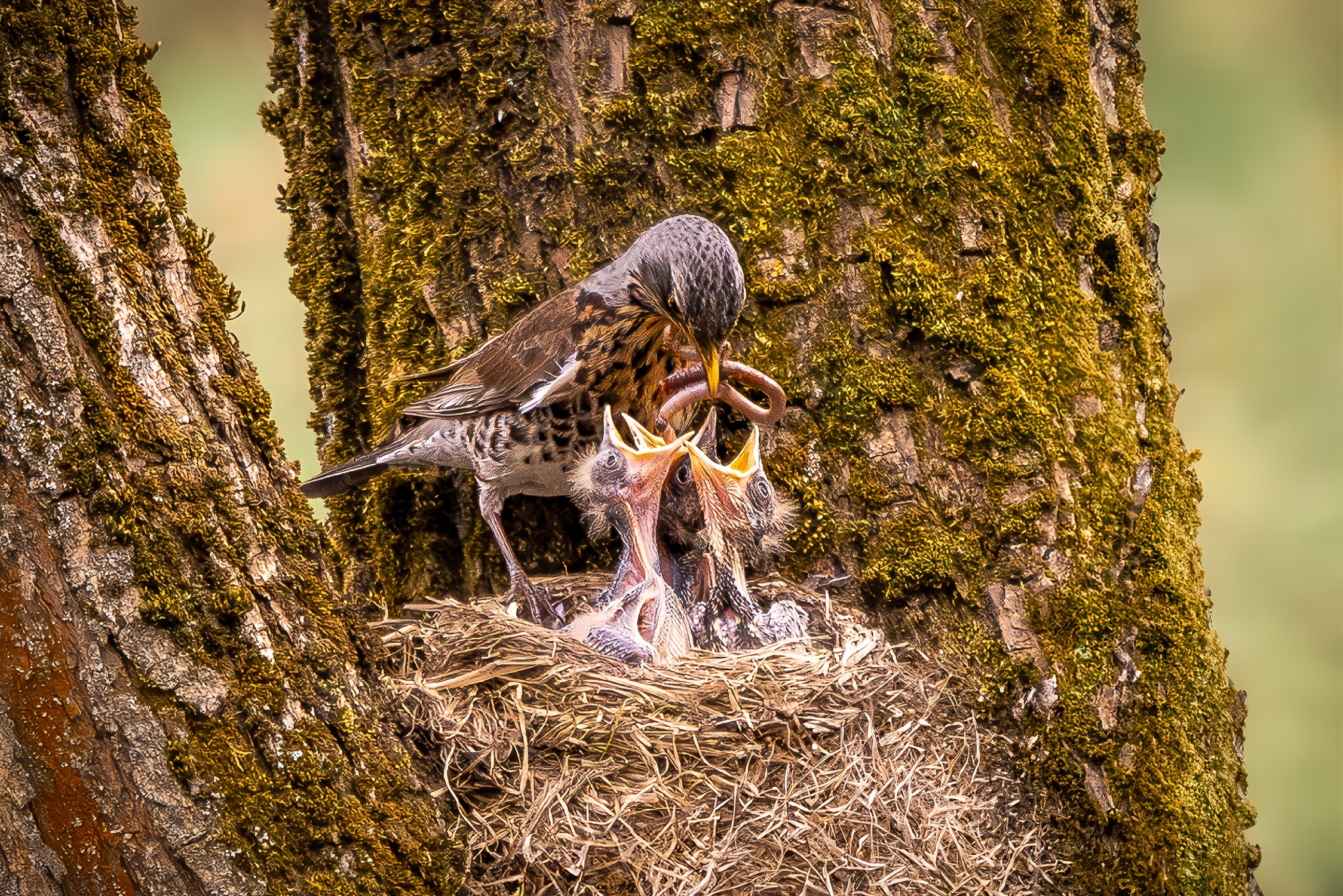 Забота от потомстве