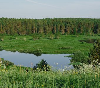 Однажды в дебрях