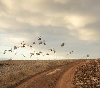 Октябрьские куропатки