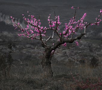 Цветущий персик.