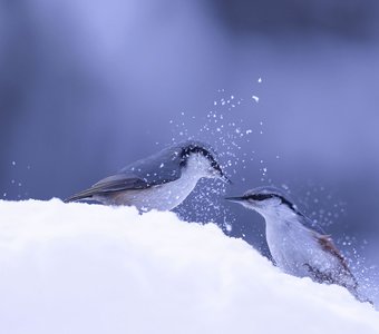 Птичий переполох