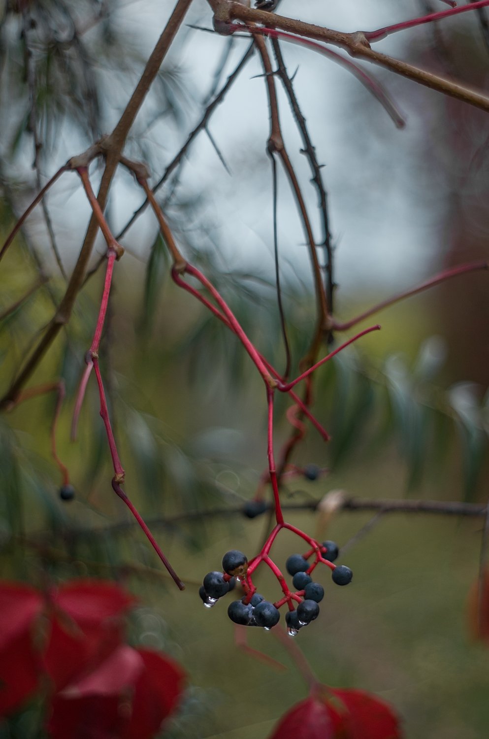Акварель октября