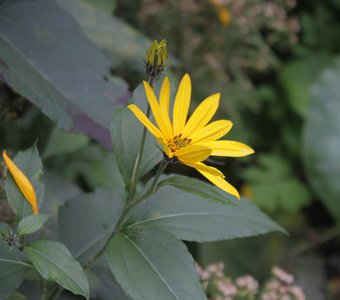 ЛЕТО. ОСЕНЬ СКОРО