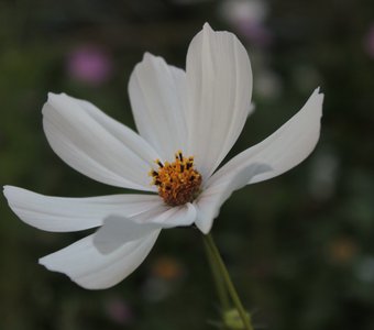 БЕЛЫЙ ЦВЕТОК