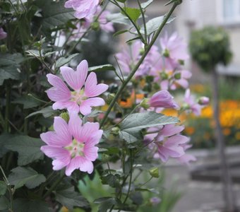 милые цветы лета г Кургана-2024