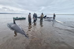 «Малыш плачет и жмется к маме»: как на Камчатке спасали семью косаток