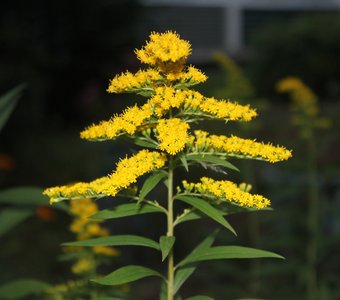 ПРЕЛЕСТЬ МОЙ-ЦВЕТОК