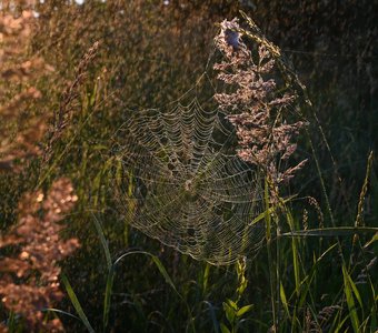 Летний дождь